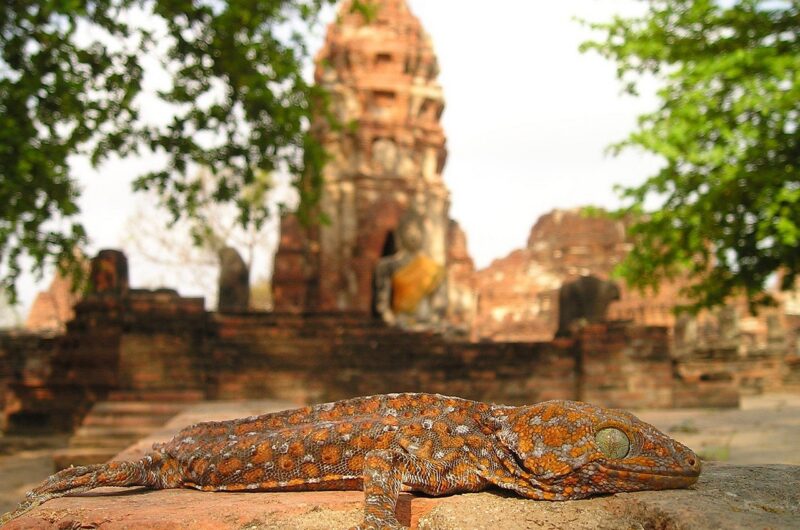 découvrez les tensions actuelles entre la thaïlande et le cambodge, leur origine, les enjeux politiques et les implications régionales.