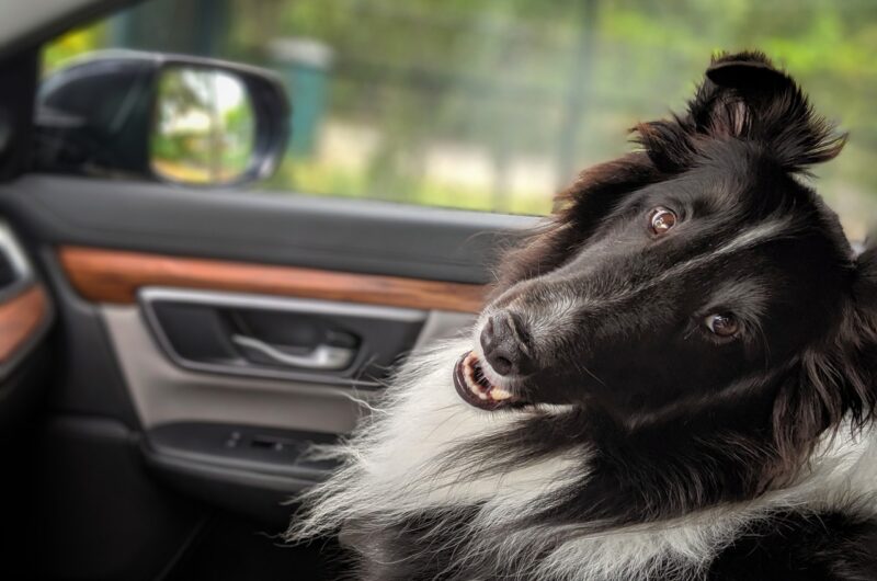 découvrez travel companion, votre partenaire de voyage idéal pour des aventures inoubliables. planifiez, explorez et vivez chaque destination avec facilité et plaisir.