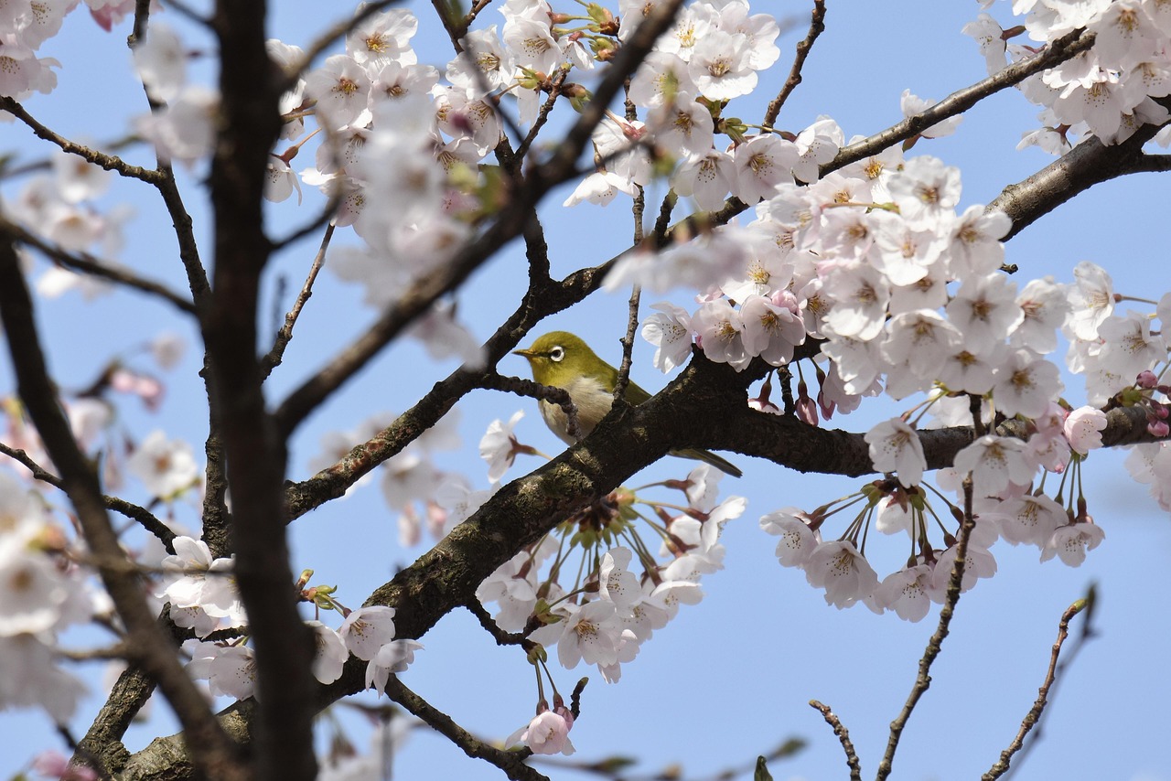découvrez le cherry festival, une célébration estivale pleine de joie, de musique, de dégustations de cerises fraîches et d'activités familiales pour tous les âges.