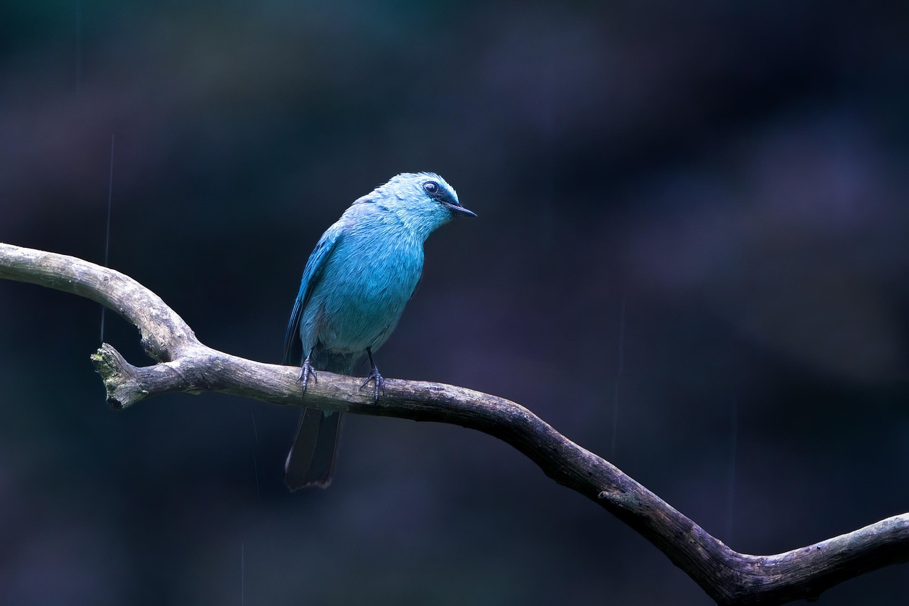 découvrez la faune sauvage à travers des articles, photos et conseils pour observer les animaux dans leur habitat naturel et préserver la biodiversité.