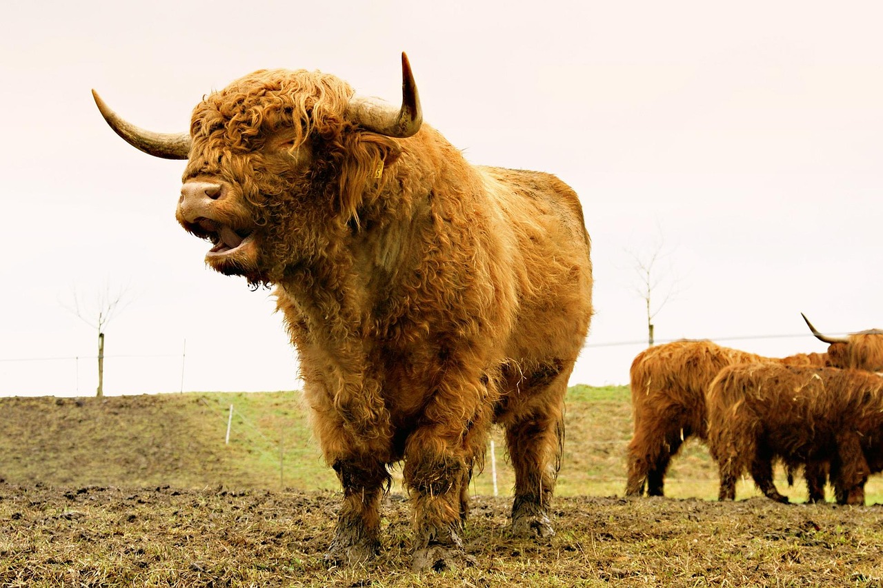 découvrez les magnifiques highlands écossais, leurs paysages à couper le souffle, leur riche histoire et leur culture unique. parfait pour les amateurs de nature et d'aventure.