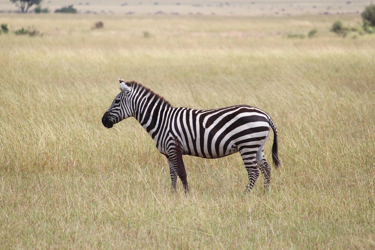 guide de voyage en tanzanie : découvrez les meilleures destinations, conseils pratiques, safaris inoubliables et cultures fascinantes pour préparer votre aventure africaine.